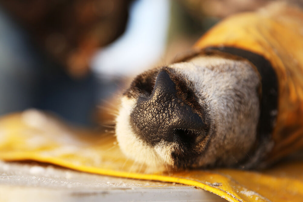 The GPS collars that the deer have been long wearing